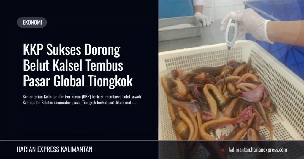 KKP Sukses Dorong Belut Kalsel Tembus Pasar Global Tiongkok