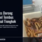 KKP Sukses Dorong Belut Kalsel Tembus Pasar Global Tiongkok