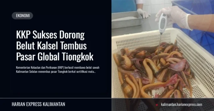 KKP Sukses Dorong Belut Kalsel Tembus Pasar Global Tiongkok