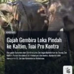 Gajah Gembira Loka Pindah ke Kaltim, Tuai Pro Kontra
