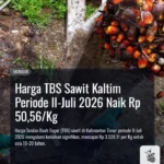 Penetapan Harga Sawit Kaltim Periode Juli 2026 Tunjukkan Kenaikan