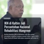 Otorita IKN Siapkan 1.100 Hektare Mangrove di Kaltim