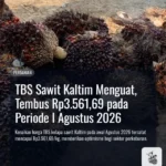 TBS Sawit Kaltim Menguat, Tembus Rp3.561,69 pada Periode I Agustus 2026
