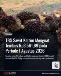 TBS Sawit Kaltim Menguat, Tembus Rp3.561,69 pada Periode I Agustus 2026