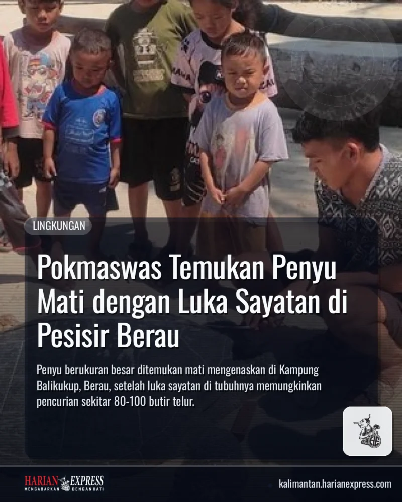 Pokmaswas Temukan Penyu Mati dengan Luka Sayatan di Pesisir Berau