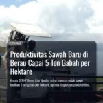 Produktivitas Sawah Baru di Berau Capai 5 Ton Gabah per Hektare