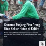 evakuasi-orang-utan-kaltim-kemarau