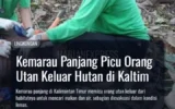 Kemarau Panjang Picu Orang Utan Keluar Hutan di Kaltim