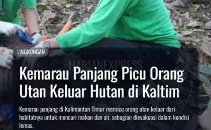 Kemarau Panjang Picu Orang Utan Keluar Hutan di Kaltim Kemarau Panjang Picu Orang Utan Keluar Hutan di Kaltim