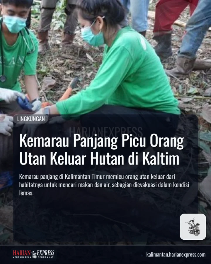 Kemarau Panjang Picu Orang Utan Keluar Hutan di Kaltim