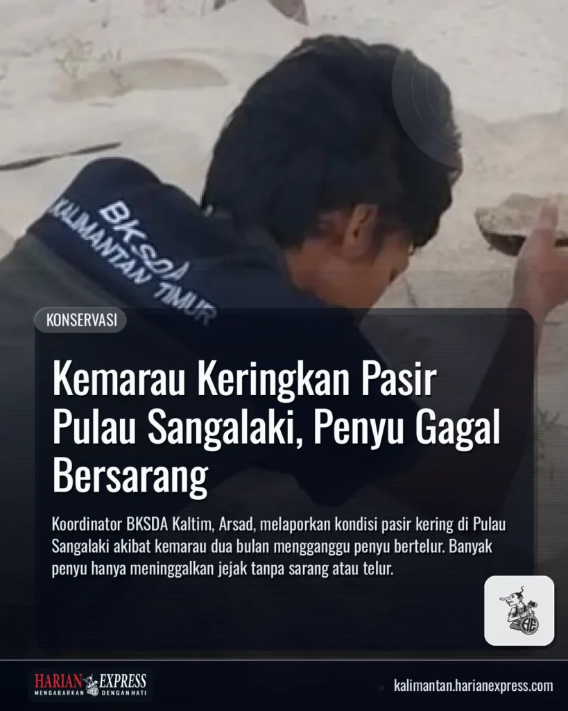 Kemarau Keringkan Pasir Pulau Sangalaki, Penyu Gagal Bersarang