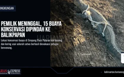 Pemilik Meninggal, 15 Buaya Konservasi Dipindah ke Balikpapan