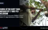 Harga Getah Karet Naik Menjadi Rp17 Ribu Per Kilogram